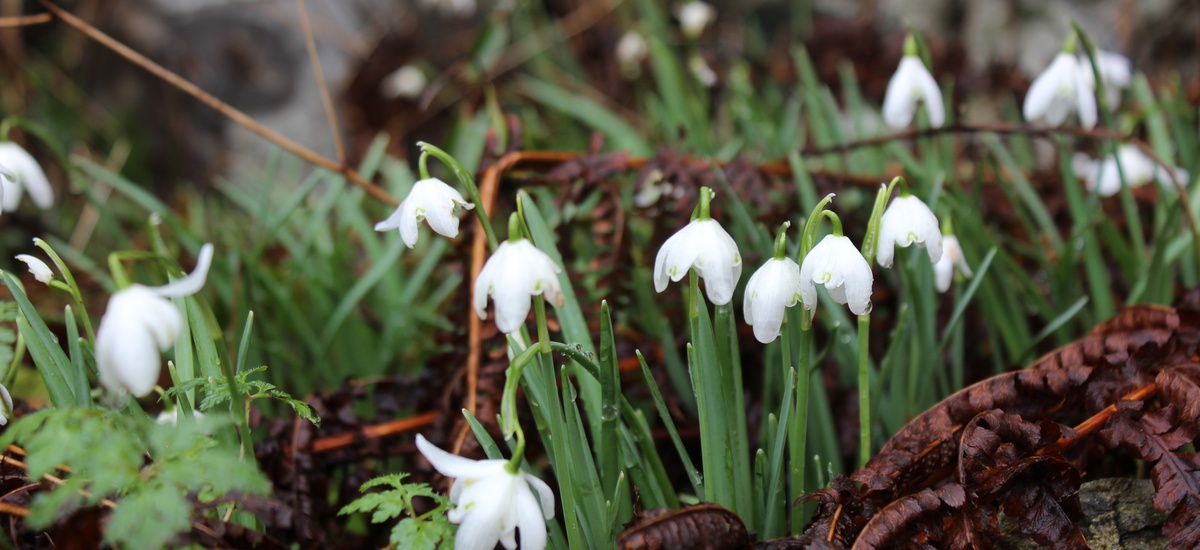 Image of To A Snowdrop