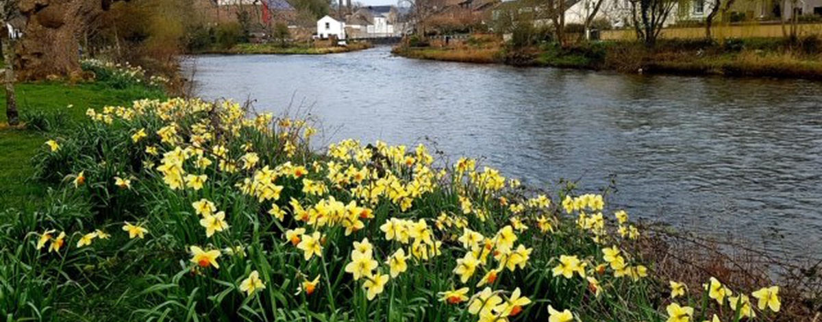 Image of Cockermouth Daffodil Day
